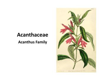 Acanthaceae (PDF file)