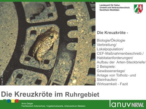 Die Kreuzkröte – Biologie / Ökologie / Lokalpopulation ...