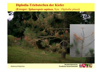 Diplodia Triebsterben - Nordwestdeutsche Forstliche Versuchsanstalt