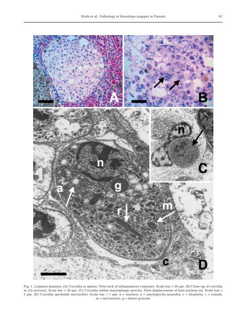 Protozoal and epitheliocystis-like infections in the introduced