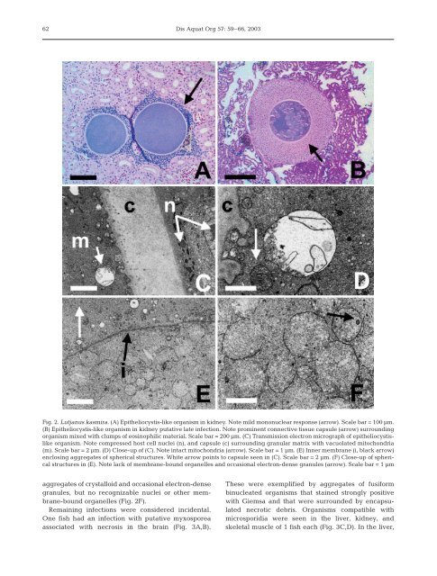 Protozoal and epitheliocystis-like infections in the introduced