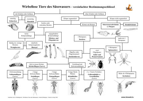 Tabelle der Wirbellosen