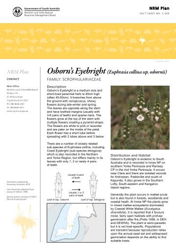 NRM Plan Osborn's Eyebright (Euphrasia collina ssp. osbornii)