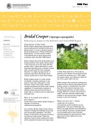 NRM Plan Bridal Creeper (Asparagus asparagoides) - Northern and ...