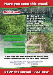 Bridal veil (Asparagus Declinatus)