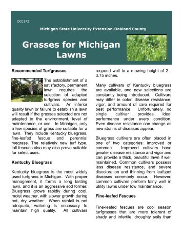 Grasses for Michigan Lawns - Oakland County
