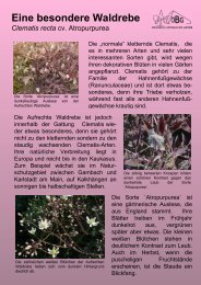 Eine nicht kletternde Clematis - Ökologisch-Botanischer Garten ...