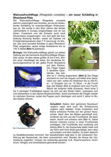 Artikel Walnussfruchtfliege2012 - Obstbau - in Rheinland-Pfalz