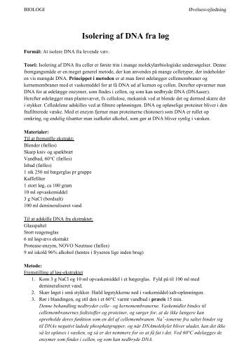 Isolering af DNA fra løg