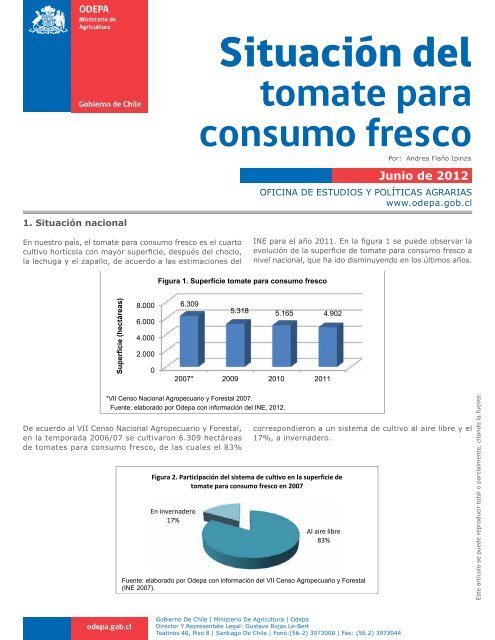 tomate para consumo fresco - Odepa