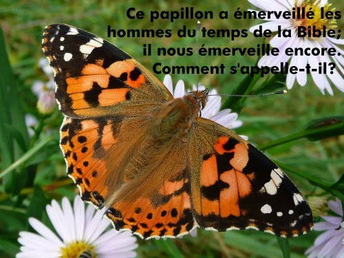 Quizz "Bible et Nature" (PDF, 7MB)