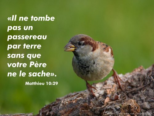 Quizz "Bible et Nature" (PDF, 7MB)