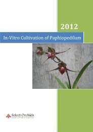 In-Vitro Cultivation of Paphiopedilum