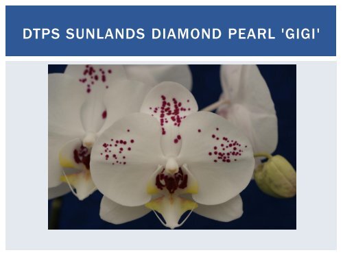 Phalaenopsis Orchids: Dr Graham McKay