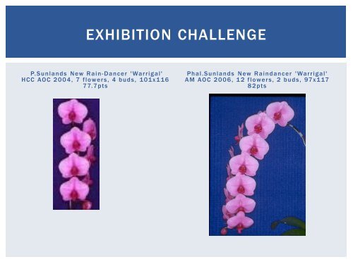 Phalaenopsis Orchids: Dr Graham McKay