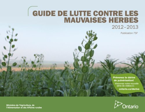 Menthe : planter et cultiver – PagesJaunes