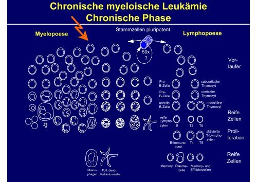 Erkrankungen der Myelopoese I - Hämatologie und Onkologie ...