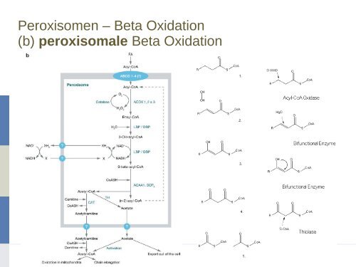 Peroxisomen