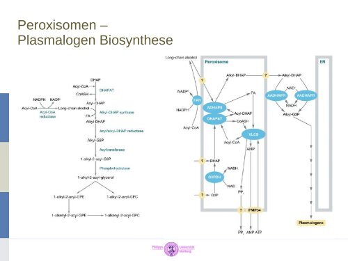 Peroxisomen