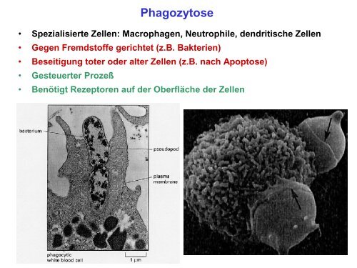 Der Golgi-Apparat