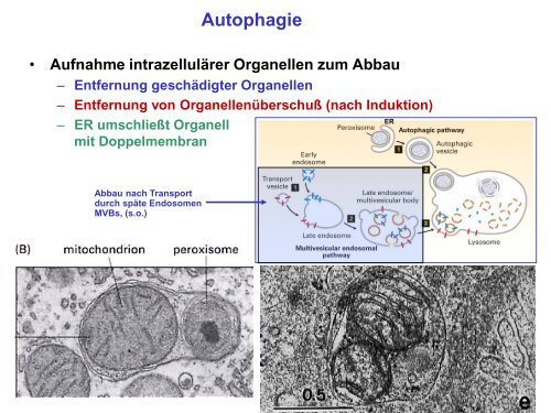 Der Golgi-Apparat