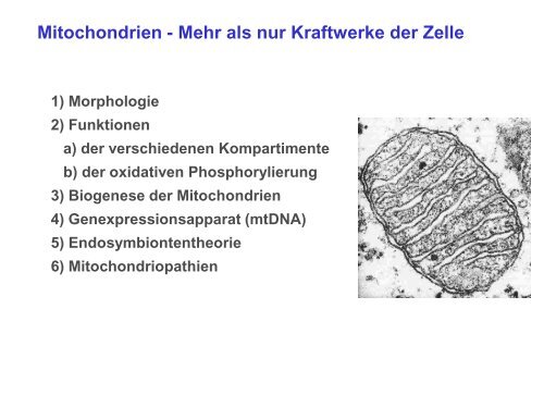 Der Golgi-Apparat