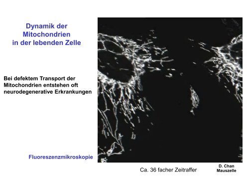 Der Golgi-Apparat