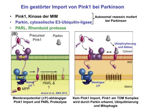 Der Golgi-Apparat