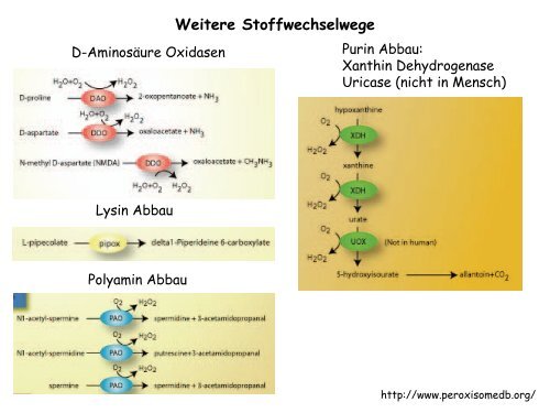 Der Golgi-Apparat