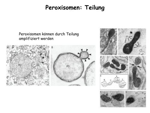 Der Golgi-Apparat