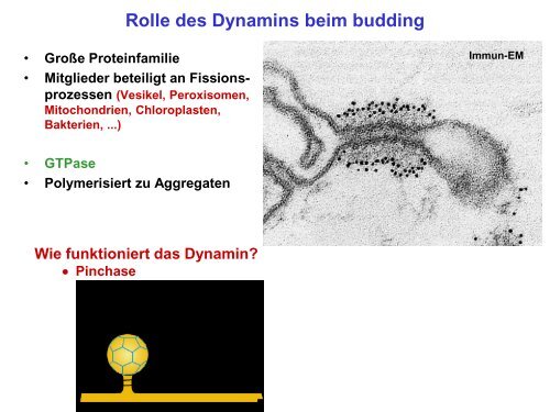 Der Golgi-Apparat