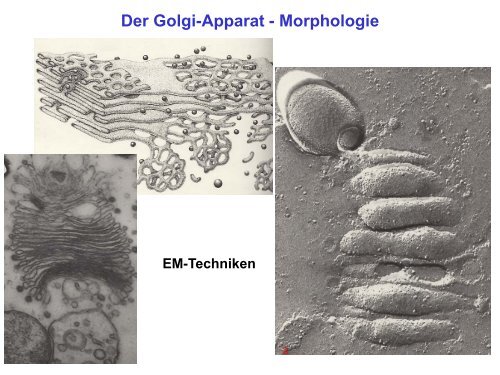 Der Golgi-Apparat