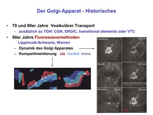 Der Golgi-Apparat