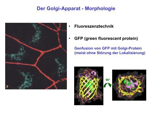 Der Golgi-Apparat