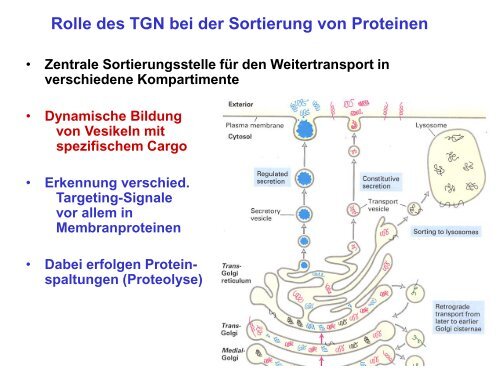 Der Golgi-Apparat