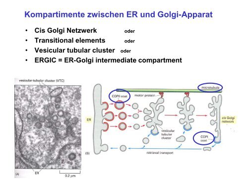 Der Golgi-Apparat