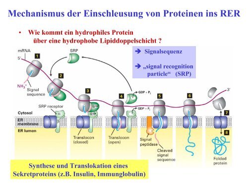 Funktionen des RER