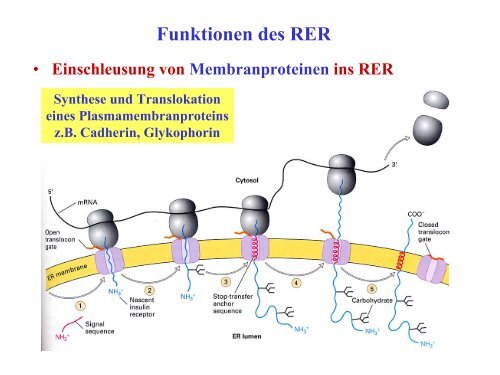 Funktionen des RER