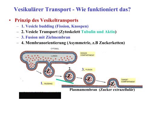 Funktionen des RER