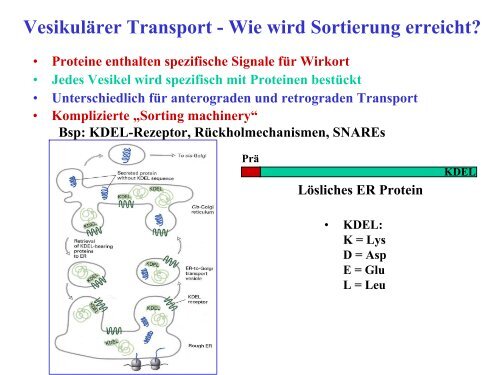 Funktionen des RER