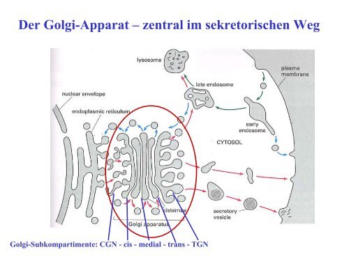 Funktionen des RER