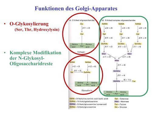 Funktionen des RER