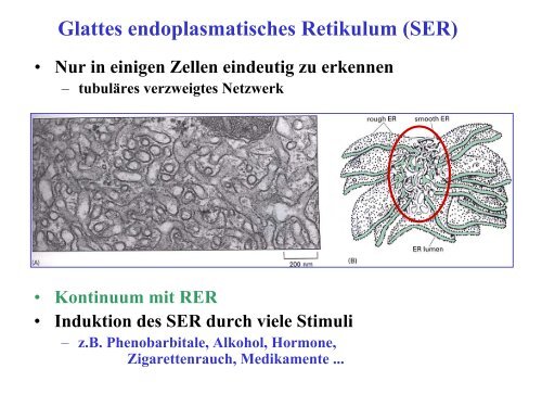 Funktionen des RER