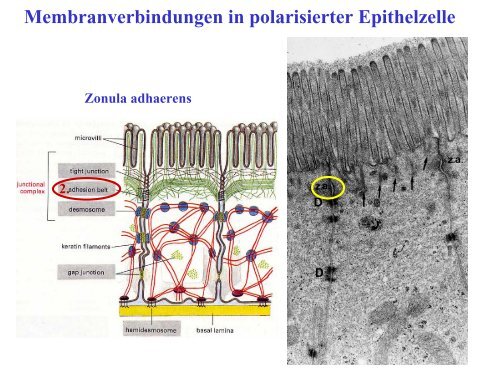 Kein Folientitel