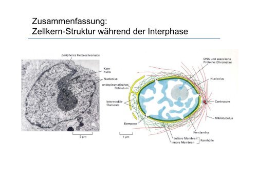 Biologie fÃ¼r Mediziner WS 2012/13