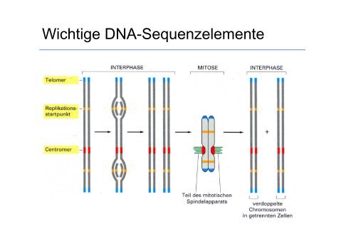 Biologie fÃ¼r Mediziner WS 2012/13