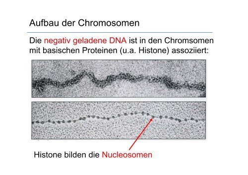 Biologie fÃ¼r Mediziner WS 2012/13