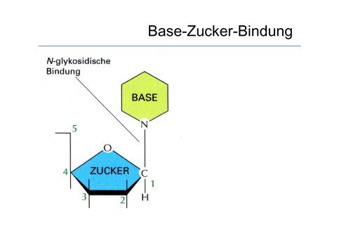 Biologie fÃ¼r Mediziner WS 2012/13