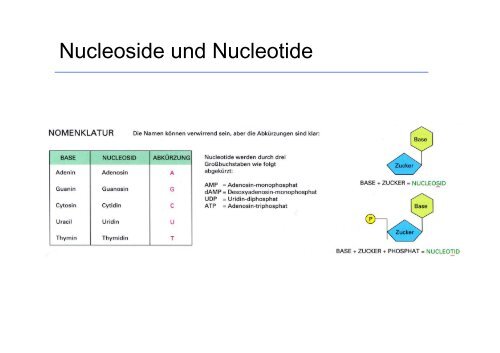 Biologie fÃ¼r Mediziner WS 2012/13