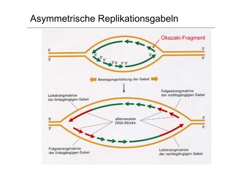 Biologie fÃ¼r Mediziner WS 2012/13